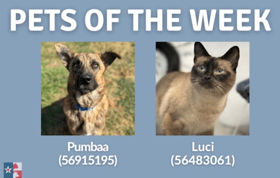 "Pets of the Week" Looking for Forever Homes at San Marcos Regional Animal Shelter