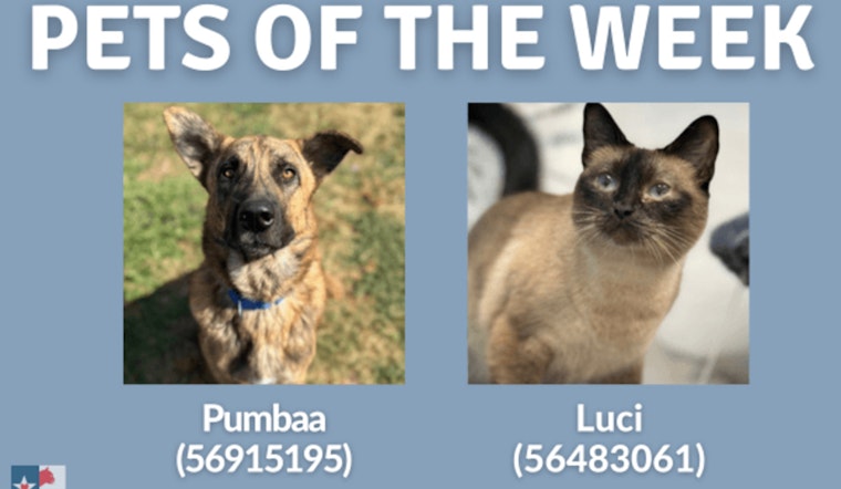 "Pets of the Week" Looking for Forever Homes at San Marcos Regional Animal Shelter