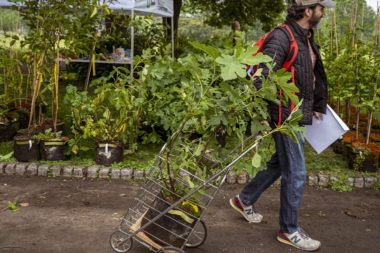 Philadelphia’s TreePhilly Program Offers Free Yard Trees to Residents, Register Now for Environmental Stewardship