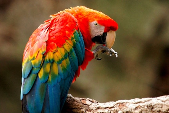 Phoenix Mother and Son Sentenced for Trafficking Endangered Wildlife from Mexico