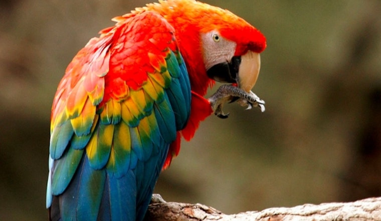 Phoenix Mother and Son Sentenced for Trafficking Endangered Wildlife from Mexico