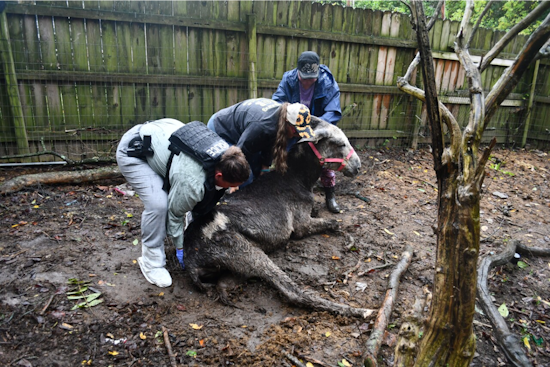 Pierce Township Woman Charged with Animal Cruelty, Over 40 Animals Rescued from 'Deplorable Conditions' in Clermont County