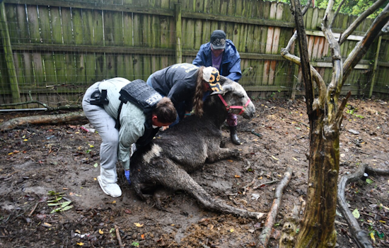 Pierce Township Woman Charged with Animal Cruelty, Over 40 Animals Rescued from 'Deplorable Conditions' in Clermont County