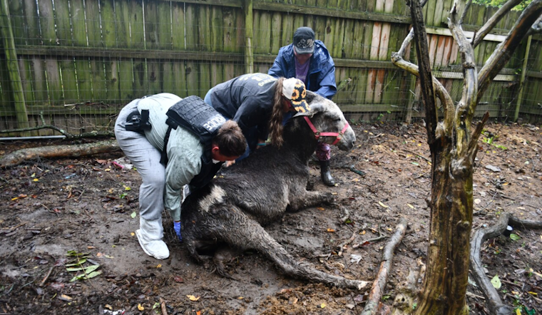 Pierce Township Woman Charged with Animal Cruelty, Over 40 Animals Rescued from 'Deplorable Conditions' in Clermont County