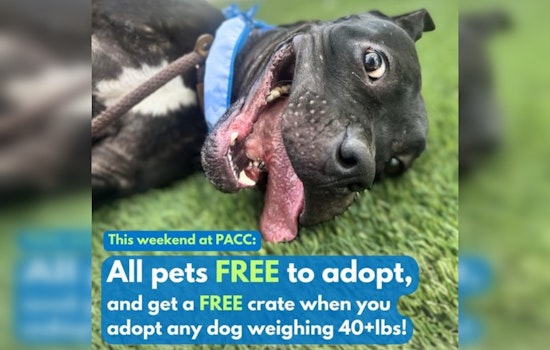 Pima Animal Care Center Offers Free Adoptions and Pet Crates to Alleviate Overcrowding