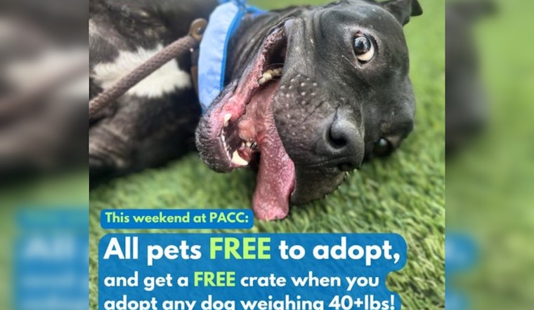 Pima Animal Care Center Offers Free Adoptions and Pet Crates to Alleviate Overcrowding