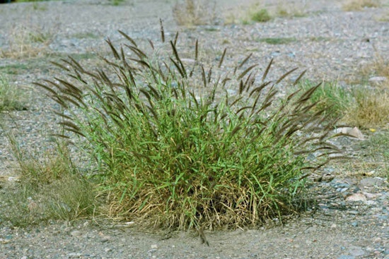 Pima County Launches Interdepartmental Initiative Against Invasive Plant Threats