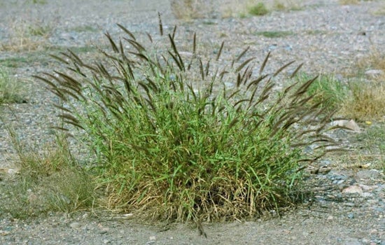 Pima County Launches Interdepartmental Initiative Against Invasive Plant Threats