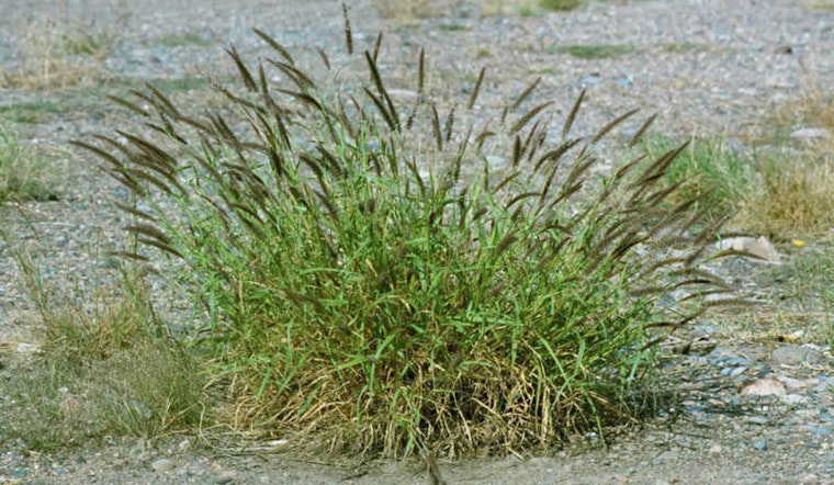Pima County Launches Interdepartmental Initiative Against Invasive Plant Threats
