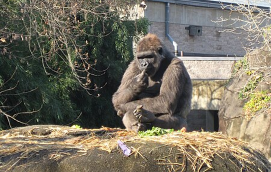 Pittsburgh Zoo & Aquarium in Mourning Following Death of Beloved Gorilla Ivan
