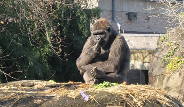 Pittsburgh Zoo & Aquarium in Mourning Following Death of Beloved Gorilla Ivan