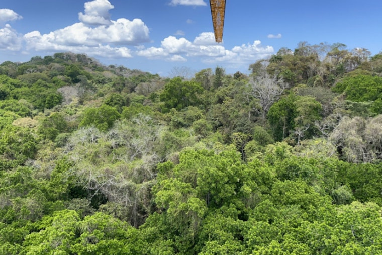 Plant Kingdom's Carbon Appetite Vastly Bigger Than Thought, Cornell and ORNL Research Reshapes Climate Calculations