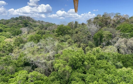 Plant Kingdom's Carbon Appetite Vastly Bigger Than Thought, Cornell and ORNL Research Reshapes Climate Calculations