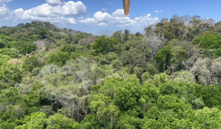 Plant Kingdom's Carbon Appetite Vastly Bigger Than Thought, Cornell and ORNL Research Reshapes Climate Calculations