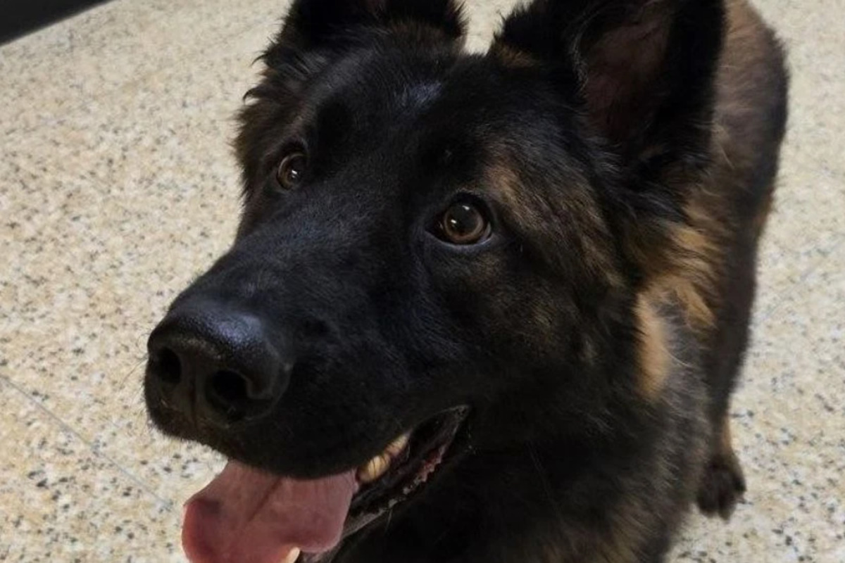 Port Huron Police Engage Local Students in Naming New Slovakian German