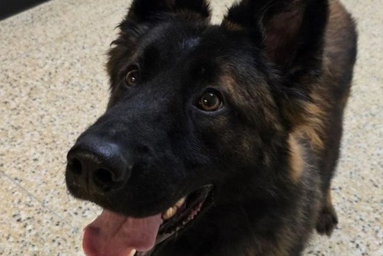 Port Huron Police Engage Local Students in Naming New Slovakian German Shepherd K9