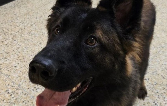 Port Huron Police Engage Local Students in Naming New Slovakian German Shepherd K9