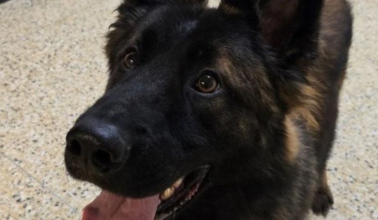 Port Huron Police Engage Local Students in Naming New Slovakian German Shepherd K9