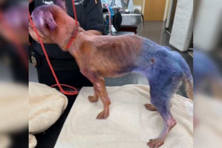 Port St. Lucie Pet Salon Owner Arrested on Cruelty Charges Amid Claims of Dog Neglect