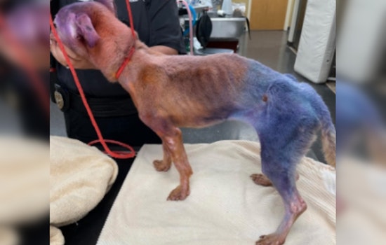 Port St. Lucie Pet Salon Owner Arrested on Cruelty Charges Amid Claims of Dog Neglect