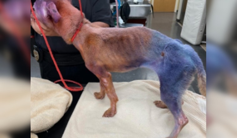 Port St. Lucie Pet Salon Owner Arrested on Cruelty Charges Amid Claims of Dog Neglect