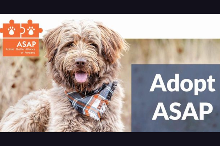 Portland Metro Animal Shelters Host 'Adopt ASAP' Event to Encourage Community Pet Adoptions
