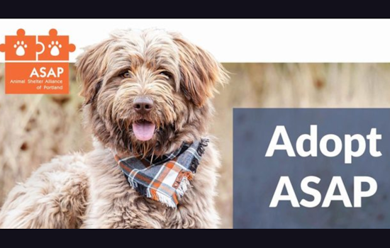 Portland Metro Animal Shelters Host 'Adopt ASAP' Event to Encourage Community Pet Adoptions