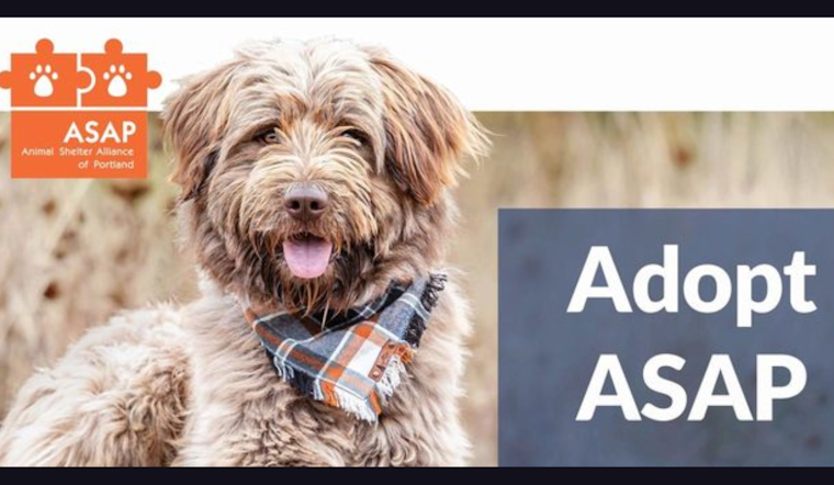 Portland Metro Animal Shelters Host 'Adopt ASAP' Event to Encourage Community Pet Adoptions