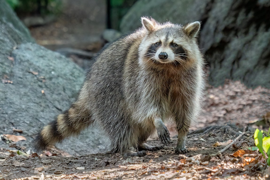 Poulsbo Woman Besieged by Over 100 Raccoons She Fed for Years, Seeks Rescue from Furry Siege