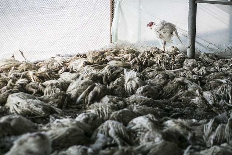 Presumptive Avian Flu Infections in Washington Agricultural Workers Raise Concerns Over Human Transmission
