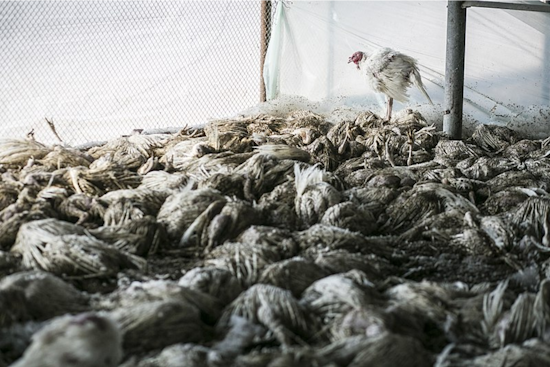 Presumptive Avian Flu Infections in Washington Agricultural Workers Raise Concerns Over Human Transmission