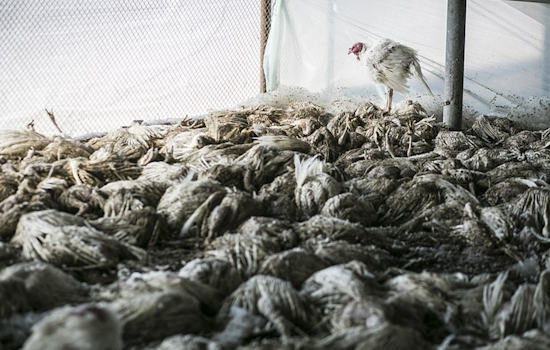 Presumptive Avian Flu Infections in Washington Agricultural Workers Raise Concerns Over Human Transmission