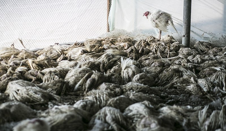 Presumptive Avian Flu Infections in Washington Agricultural Workers Raise Concerns Over Human Transmission