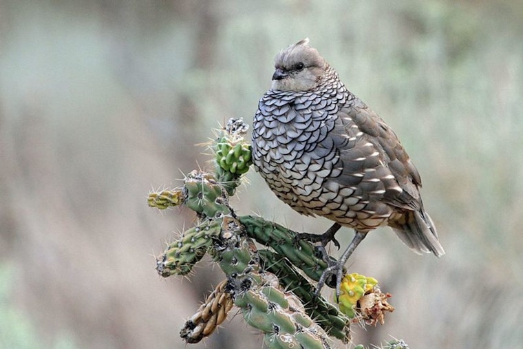 Quail Populations Soar Ahead of Hunting Season, Texas Parks and Wildlife Department Survey Reveals