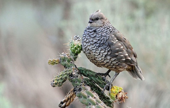 Quail Populations Soar Ahead of Hunting Season, Texas Parks and Wildlife Department Survey Reveals