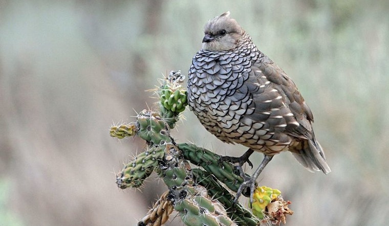 Quail Populations Soar Ahead of Hunting Season, Texas Parks and Wildlife Department Survey Reveals