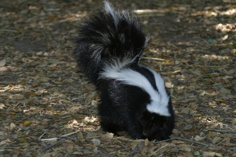 Rabies Alert Issued in Harford County Following Positive Test in Local Skunk