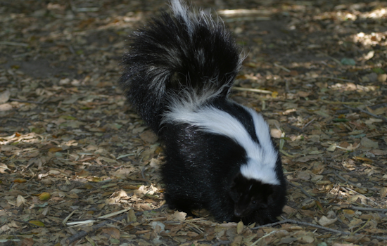 Rabies Alert Issued in Harford County Following Positive Test in Local Skunk