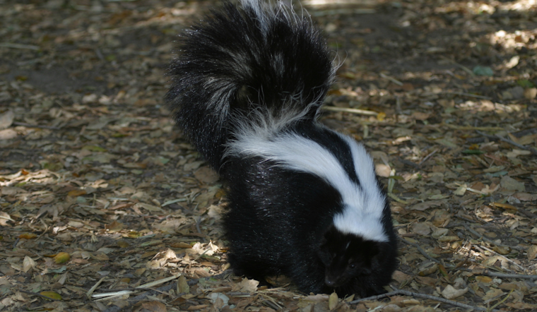 Rabies Alert Issued in Harford County Following Positive Test in Local Skunk