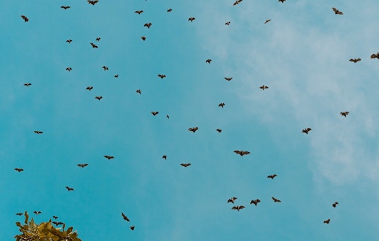 Rabies Scare Prompts Mandatory Evacuation of NAU Dorm as Bat Infestation Grows