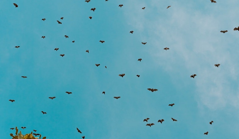 Rabies Scare Prompts Mandatory Evacuation of NAU Dorm as Bat Infestation Grows