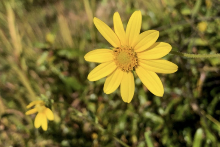 Rare Beauty Awaits at Cane Creek Park as Schweinitz's Sunflowers Bloom at Andre Michaux Prairie Restoration Site