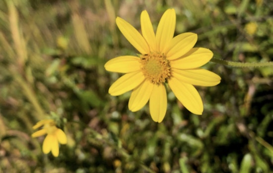 Rare Beauty Awaits at Cane Creek Park as Schweinitz's Sunflowers Bloom at Andre Michaux Prairie Restoration Site