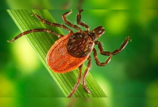 Rare Tickborne Ehrlichiosis Detected in Illinois for First Time, Health Officials Urge Vigilance