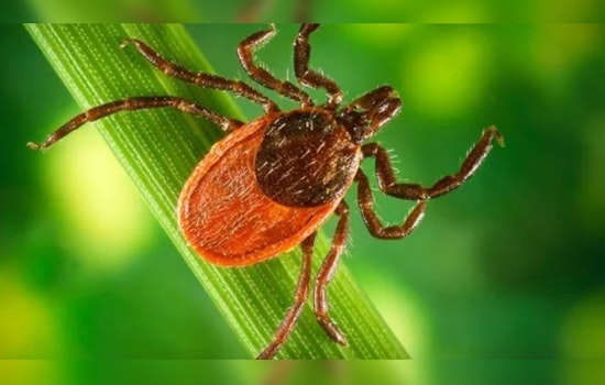 Rare Tickborne Ehrlichiosis Detected in Illinois for First Time, Health Officials Urge Vigilance
