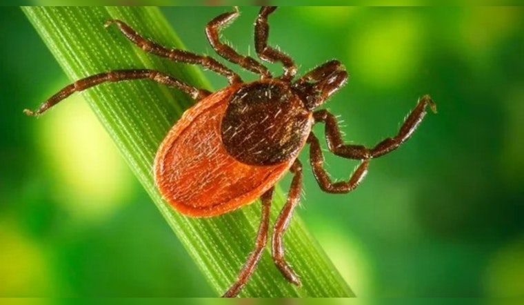 Rare Tickborne Ehrlichiosis Detected in Illinois for First Time, Health Officials Urge Vigilance