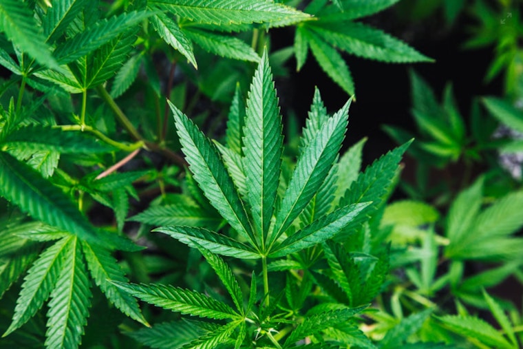 Recreational Marijuana Home Delivery to Launch in Arizona Starting November 1
