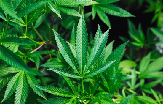 Recreational Marijuana Home Delivery to Launch in Arizona Starting November 1