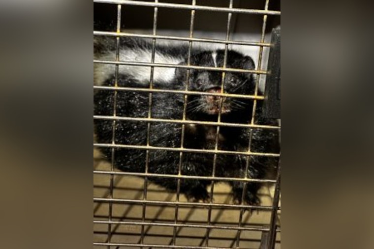 Rogue Skunk Captured at Honolulu Harbor after Evading Hawaii Officials for Days