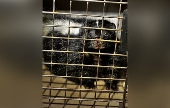 Rogue Skunk Captured at Honolulu Harbor after Evading Hawaii Officials for Days